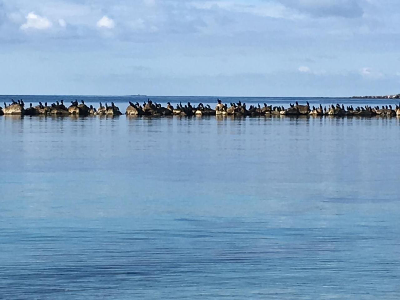 Апартаменты Il Mare Di Alida Альгеро Экстерьер фото